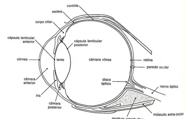 FIGURA 1: Esquema demonstrativo das principais estruturas do bulbo ocular e algumas  estruturas  encontradas  do  espaço  retrobulbar