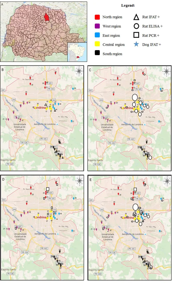 Figure 1. (A) Geographic localization of Londrina city in Paraná State and in Brazil; (B) Geographic distribution of collection sites and positive  rats determined by IFAT; (C) Geographic distribution of collection sites and positive rats determined by ELI