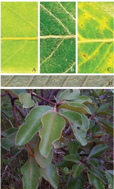 Fig. 1. A, Shelter of Gonioterma exquisita covered with Byrsonima leaf trichomes; B, Shelter cover partially removed.