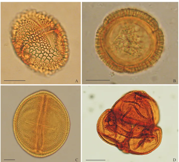 Fig. 3. Main pollen types from the larval food in nests of Tetrapedia diversipes. A. Dalechampia sp