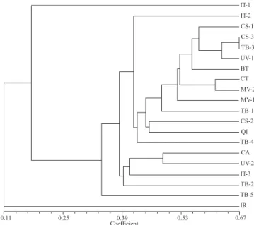 Table II. Polymorphism obtained with oligonucleotide adapters and primers used for AFLP analysis