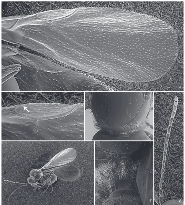 Fig. 9. Alloxysta centroamericana Ferrer-Suay &amp; Pujade-Villar sp. nov.: a) forewing; b) radial cell; c) pronotum; d) antenna; e) body; f) propodeum.