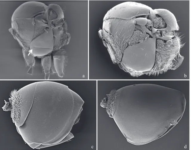 Fig. 1. Types of mesosoma and metasoma of the Charipinae: a) Mesosoma of Phaenoglyphis sp.; b) Mesosoma of Alloxysta sp.; c) Metasoma of Alloxysta sp.; d) Metasoma of Apocharips sp.