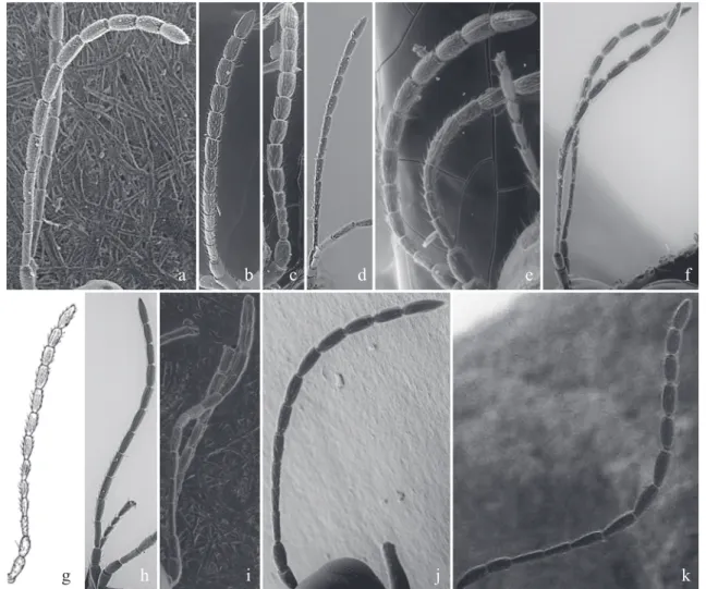 Fig. 2. Types of Alloxysta antenna: a) A. andrewsi; b) A. arcuata; c) A. brevis; d) A