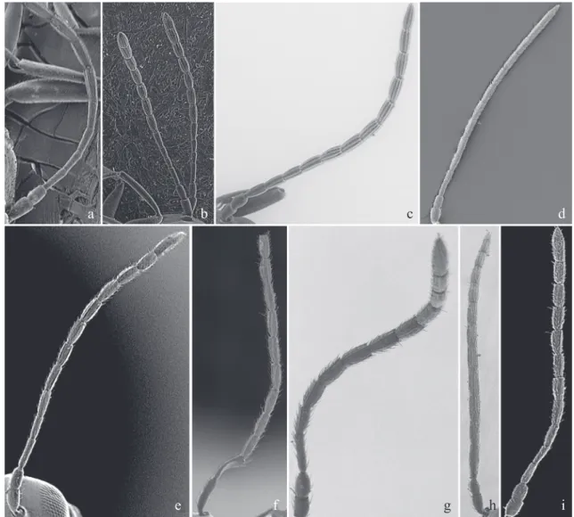Fig. 4. Apocharips,  Dilyta and Phaenoglyphis antenna: a) A. angelicae; b) A. hansoni; c) D