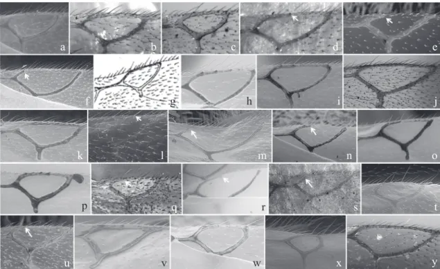 Fig. 5. Types of Alloxysta radial cell: a) A. andrewsi; b) A. arcuata; c) A. brevis; d) A