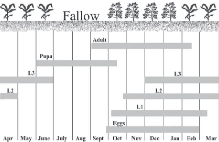 Fig. 5. Seasonality of development phases of Leucothyreus  aff.