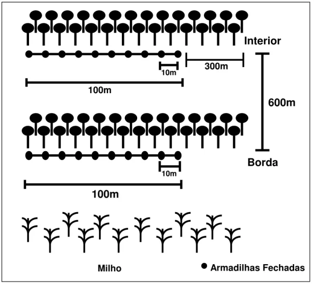 Figura 1: Desenho amostral utilizado das coletas realizadas em áreas de borda e de interior do fragmento florestal, utilizando armadilhas fechadas