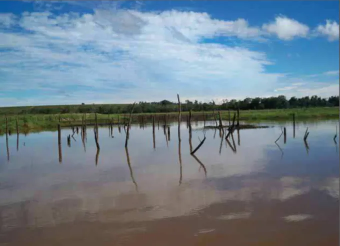Figura 5  –  Vist a parcial da Lagoa Coqueiral (Lagoa I) em  período seco, na zona de desem bocadura do  rio Paranapanema no reservat ório de Jurumirim