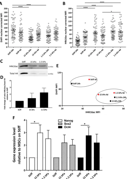 Figure 3.  Soft substrates favor euchromatin and expression of endogenous pluripotency-related genes by  MSCs