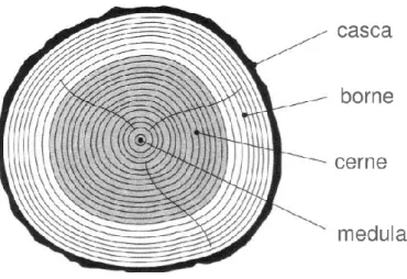 Figura 2.1 - Secção transversal de um tronco com as respetivas nomenclaturas das camadas.(Guerreiro, 2010) 