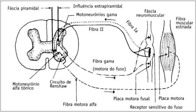 Figura 2.12 – Esquema do circuito gama (LÊ BOULCH, 2001 apud TRIBASTONE, 2001, p.24) 