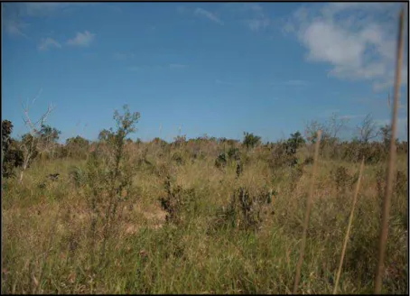 Figure 2: Fragment of Cerrado Vegetation at Estação Ecológica de Itirapina (ESECI), Itirapina Municipality, São  Paulo State, Brazil 
