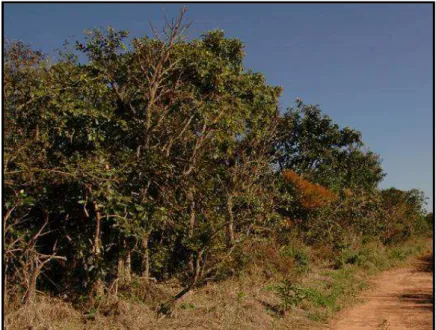 Figure 4: Fragment of Cerrado Vegetation at Cerrado Reserve “Palmeira da Serra” (CRPS), Pratânia  Municipality, São Paulo state, Brazil (Photo: André Santachiara Fossaluza) 