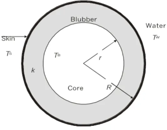 Fig. 1 — Transverse cut of the body of a cetacean, according to the cylindrical model