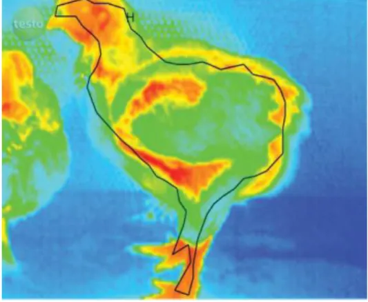 Figure 1 - Sample selection of the nominated area of a broiler to  estimate the mean surface temperature.