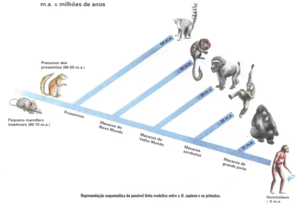 Figura 2: Evolução do bicho-homem 