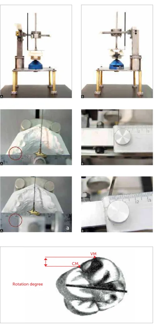 Figure 3 - Models positioned for measurement:  A) front view, B) back view. 