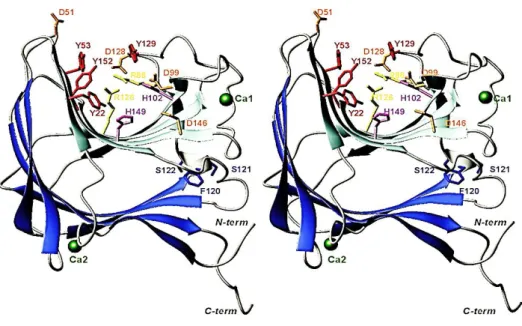 Figure 1.16 - Ribbon representation of the three-dimensional structure of CtCBM11.Adapted from [77]