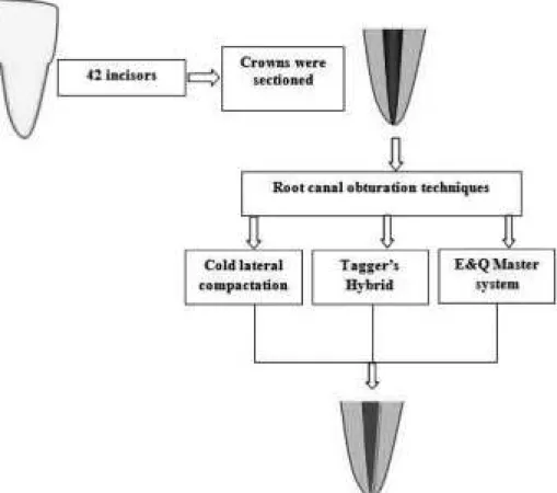 Fig. 1 Representative picture of the root canal obturation techniques.