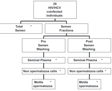 Fig. 2 - Representative sample of multiplex RT-PCR amplification of HIV and HCV genome sequence in seminal samples from Brazilian coinfected patients.