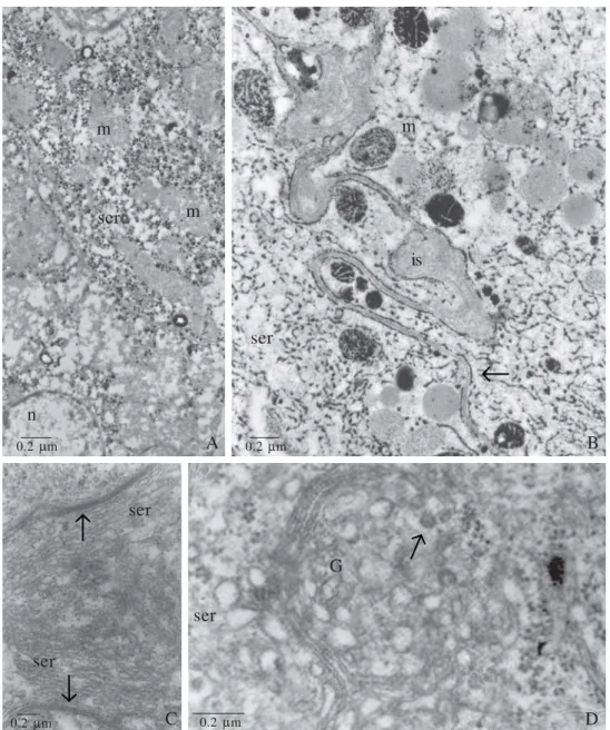 Fig. 1. A and B, transmission electron micrographs (TEM) of A. mellifera Dufour glands treated with zinc iodide-osmium tetroxide (ZIO)