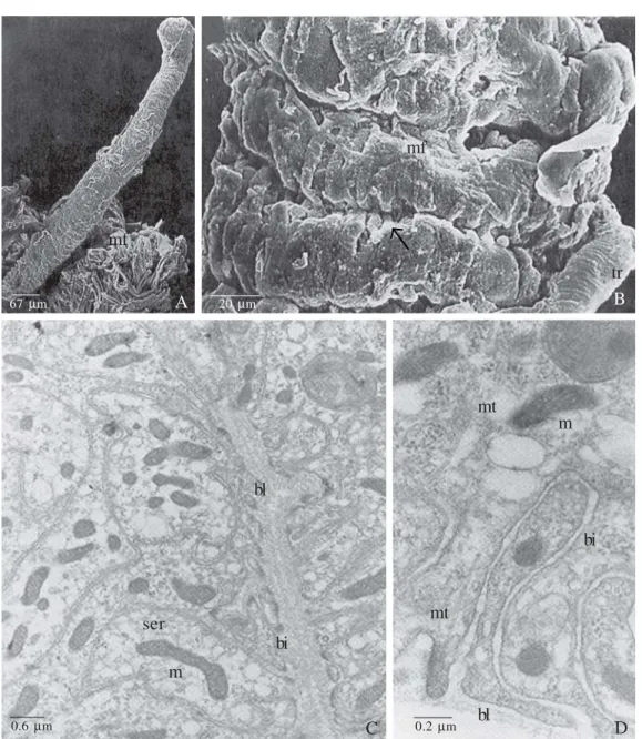 Fig. 2. A and B, scanning electron micrographs (SEM) of a virgin queen Dufour gland of A