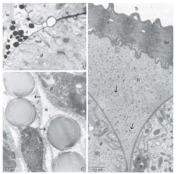 Fig. 4.  A and B. Dufour glands of B. terrestris. A. Worker high active gland cells, showing outer droplets (d), between the gland cell (gl) and the muscle fiber (m), with the same electrondensity of basal lamina (bl)