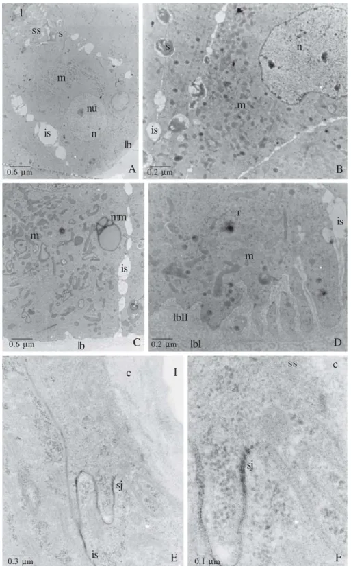 Fig. 5. A – D, S. postica virgin queen Dufour glands. A. Detail of the gland epithelium, showing enlarged intercellular spaces (is) and the subcuticular spaces (ss) filled with electrondense secretion (s)