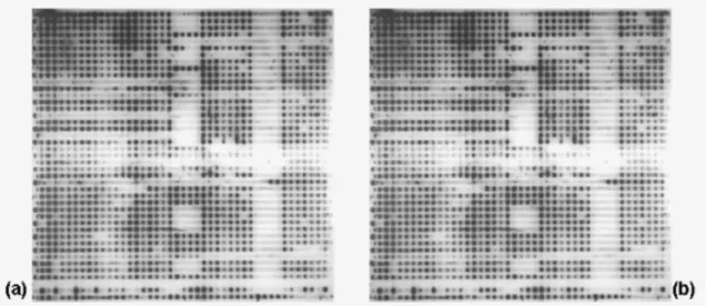 Figure  2.  Spoligotype  patterns  obtained  from  various  Mycobacterium  tuberculosis  DNAs  extracted  by  (a)  thermolysis  and  (b)  CTAB methods