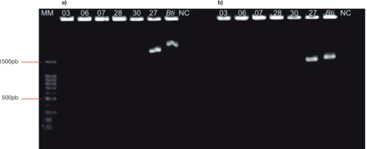 Figure 1. Amplification products of gen (A) cry4Ba and (B) cry4Aa of dipteran-specific genes isolated from Bacillus thuringiensis from the state of Amazonas, Brazil.