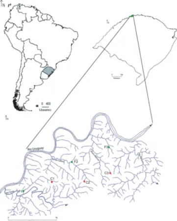 Figure 1. Location of the micro-basin and sampled streams in forested area (F1, F2, and  F3) and converted area (C1, C2, and C3) at Parque Estadual do Turvo and adjacent  areas, in southern Brazil.