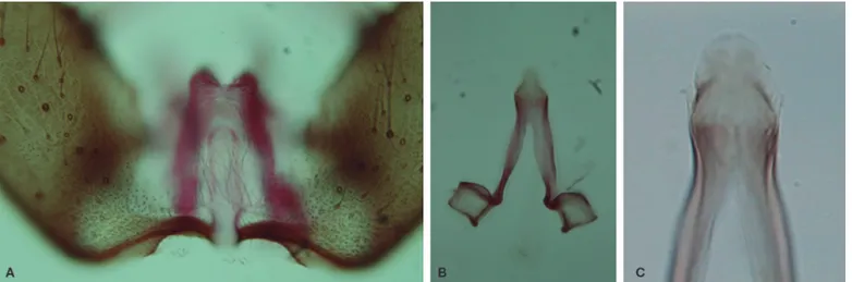 Figure 1. Male genitalia of Anopheles goeldii obtained from one male collected in the Belterra municipality, in the state of Pará, Brazil