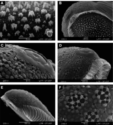 Figure 4. Anopheles goeldii, scanning electron microscope. A, B, Entire egg, dorsal view