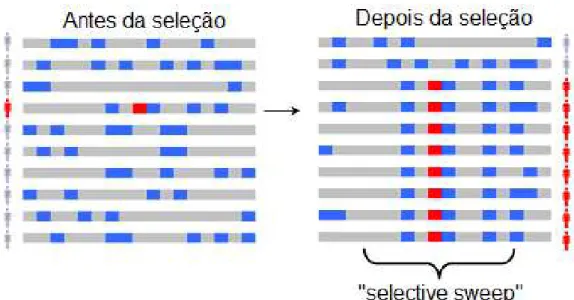 Figura 1. Esquema demonstrando a criação da “selective sweep”, ou arrasto  seletivo. Observam-se os alelos ao longo do cromossomo de diferentes  indivíduos, incluindo o alelo selecionado (em vermelho), antes e após a  seleção