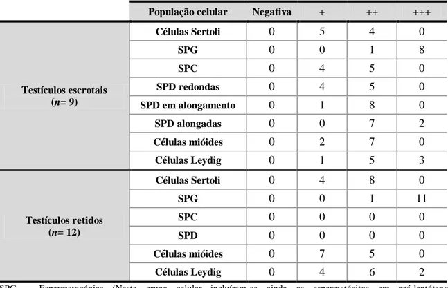 Gráfico  3  –  Representação  da  intensidade  de  marcação  da  proteína  Heat-shock  protein  70  em  testículos  escrotais