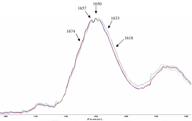 Figura 2.8 – Expansão do espectro de FTIR-ATR das farinhas do grupo I entre 1800 e 1500 cm -1 