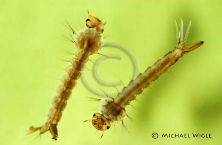 Figura 2 – Larvas de Aedes sp 2   