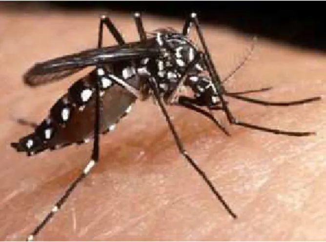 Figura 4 – Mosquito Aedes aegypti 4