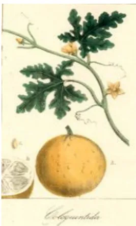 Fig. 1  – Coloquíntida 184   - Nicandro,  Nicandri Colophonii poetae et medici antiquissimi  clarissmique theriaca