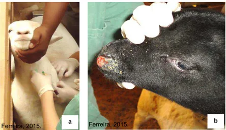 FIGURA 2- (a) Colheita de sangue em ovino. (b) Biópsia de ovino com suspeita  clínica para Ectima Contagioso