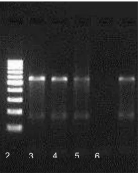 FIGURA 12- Detecção de Orf vírus em amostras de crosta ovina pela técnica  de PCR. Botucatu, SP- 2015
