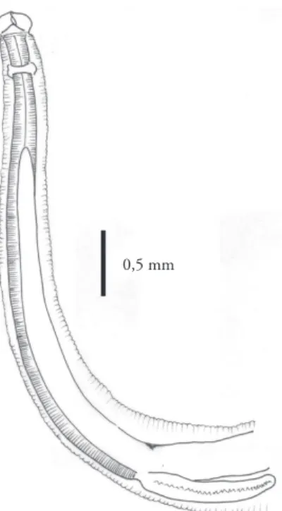 Figure 1.  Contracaecum ovale (Linstow, 1907) from Rollandia rolland in Argentina: anterior end, esophagus, intestinal caecum and ventricular  appendix.