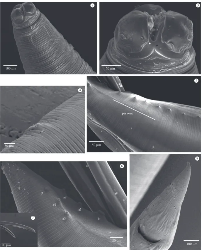 Figure 2-8. Contracaecum ovale from R. rolland in Argentina. 2) Anterior end, lateroventral view; 3) Anterior end details: lips, interlabia  (black arrow), excretory pore, amphid, lip auricular tip (white arrow); 4) Details of a deirid; 5) Proximal precloa