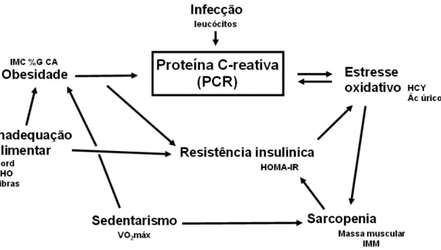 Figura 1. Mecanismo modulador das concentrações de proteína C-reativa 