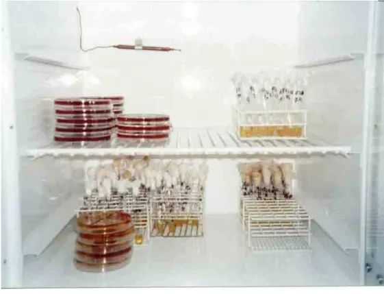 Figura 08. Placas sendo incubadas a 37°C com observação do desenvolvimento  microbiano às 24, 48, e 72 horas