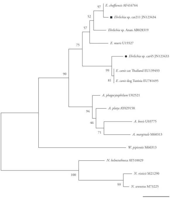 Figure 1. Phylogenetic position of Ehrlichia  sp. isolates from Brazilian domestic cats on São Luís island, based on 16S rRNA sequences  (300 bp)