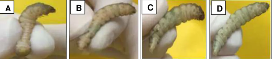 Figura 10  – A) Lagarta sem aplicação; B) Inicio da Injeção de 10µL de Azul de Metileno  (300  µM);  C)  Disperção  e  escurecimento  da  cutícula  com  tonalidade  azul;  D)Total  dispersão do fotossensibilizador