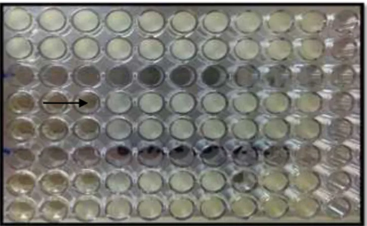 Figura 11 - Determinação da Concentração Inibitória Mínima (MIC) de  A. baumannii ao  Imipenem, a seta indica a menor concentração capaz de inibir o crescimento microbiano  (64 µg/mL de Imipenem)