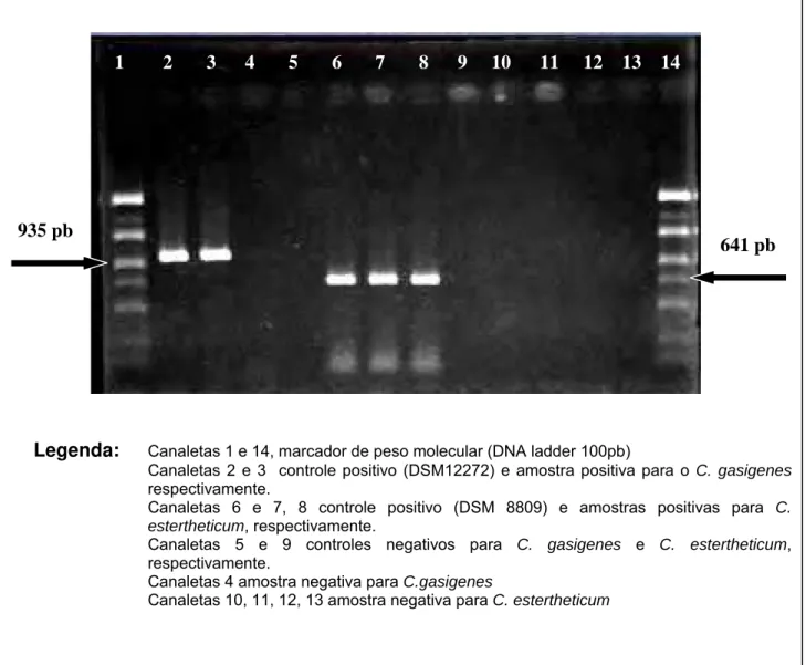 Figura 2. Representação em gel de agarose (1%) contendo produtos de PCR para detecção  do  C